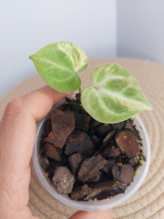 Anthurium Crystallinum Variegated -1