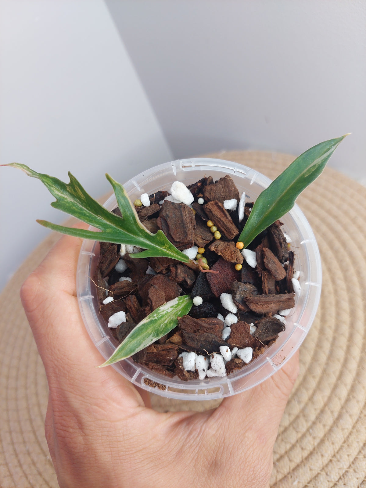 Philodendron Tortum Variegated - 1