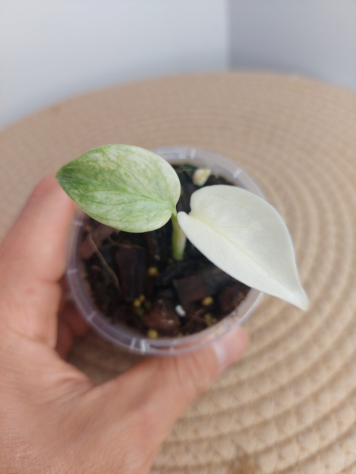 Monstera Full Mint - 1