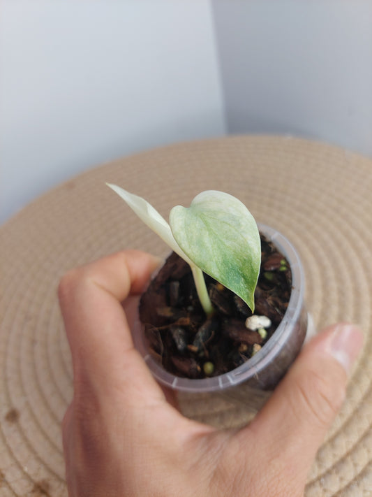 Monstera Full Mint - 2
