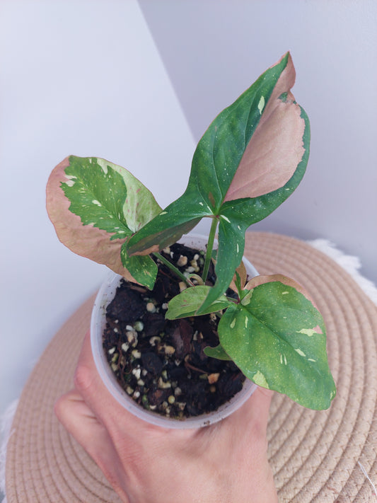 Syngonium Red Spot Tricolour #2