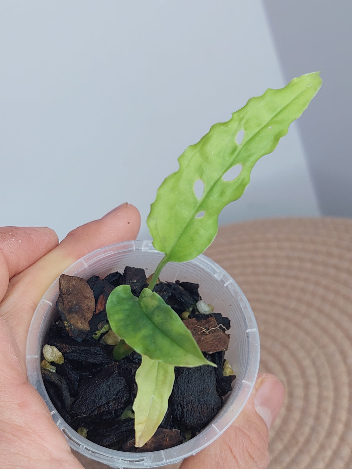 Monstera Obliqua Peru #1