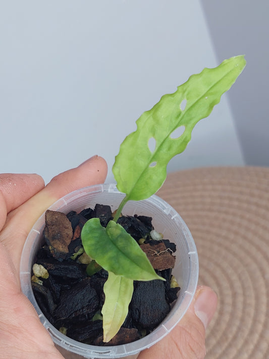 Monstera Obliqua Peru #1