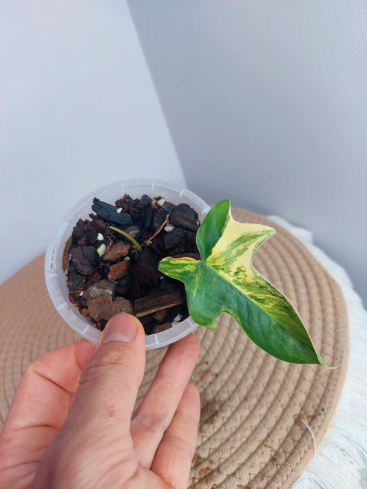Philodendron Florida Beauty variegated #1