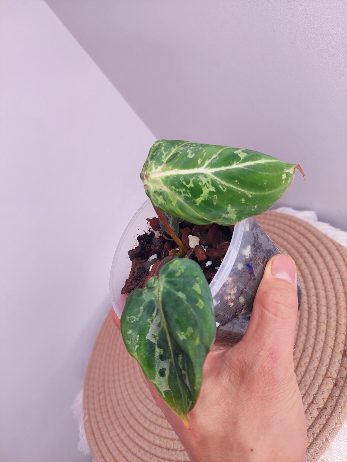 Philodendron Gloriosum Snow Leopard Variegated 1 #1