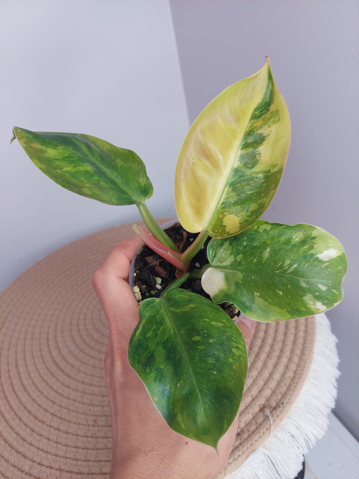 Philodendron Green Congo(Nuclear Congo) Variegated #1