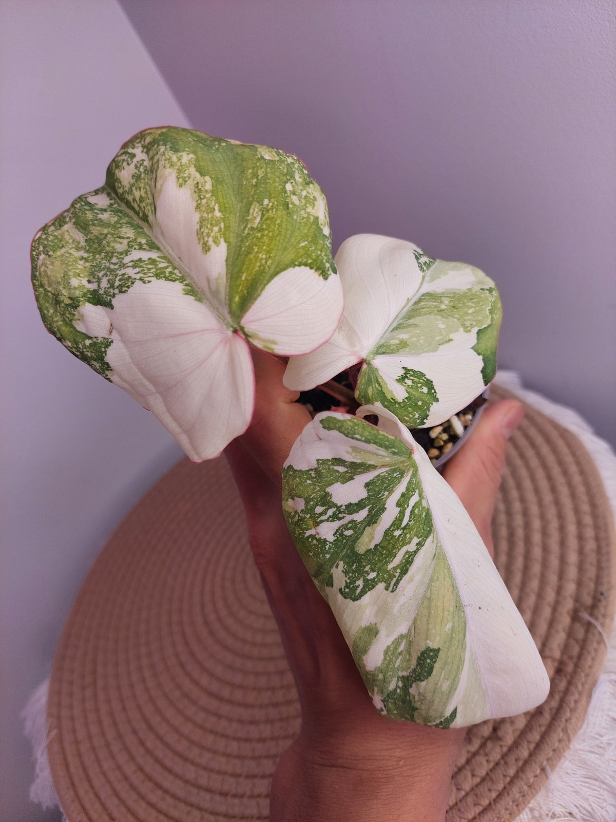 Philodendron Gloriosum Variegated #1