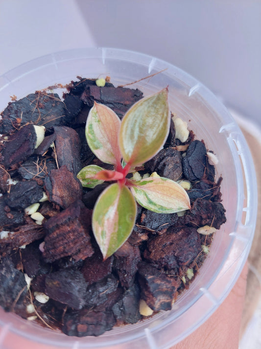 Philodendron Red Congo Variegated #1