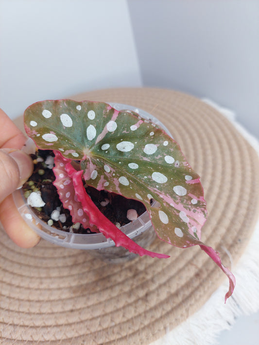 Begonia Maculata Pink Variegated #1
