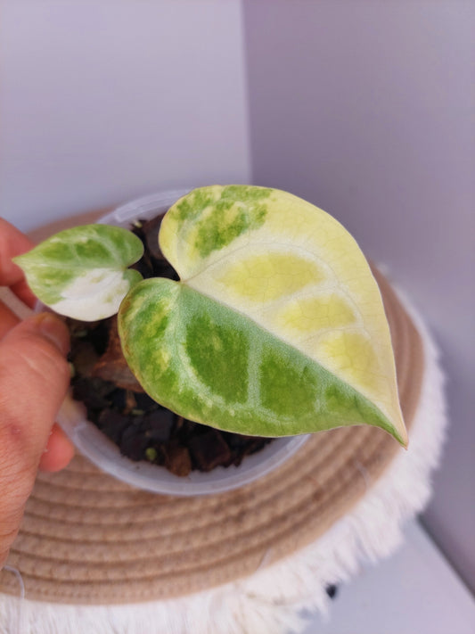 Anthurium Crystallinum Variegated #1