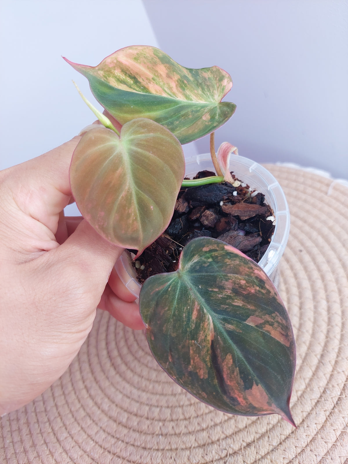 Philodendron Mican Variegated #A