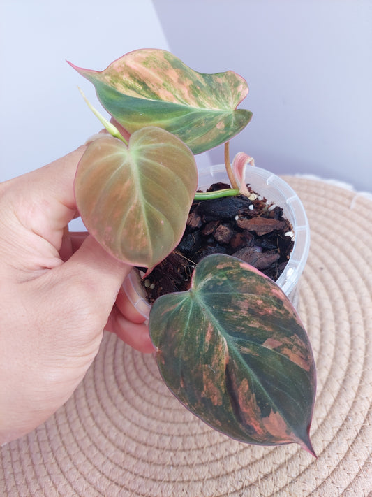 Philodendron Mican Variegated #A