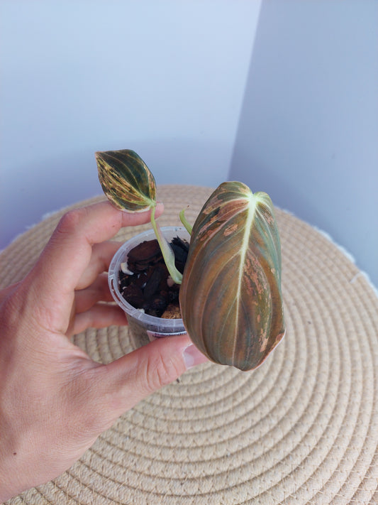 Philodendron Melanochrysum Variegated #A
