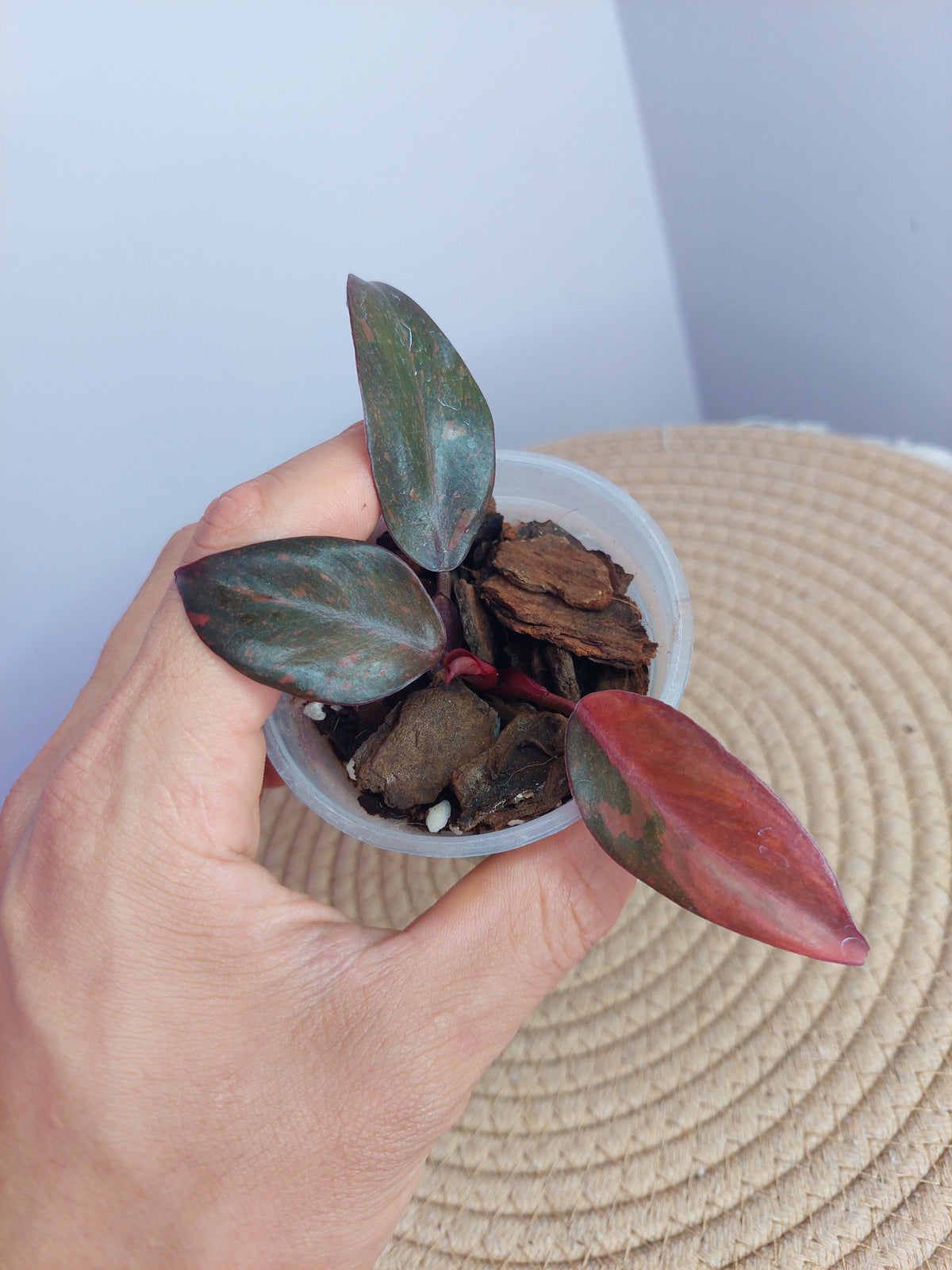 Philodendron Orange Princess Variegated #A