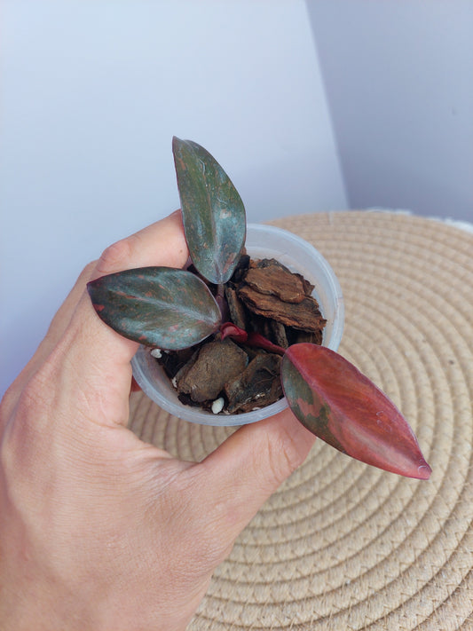 Philodendron Orange Princess Variegated #A