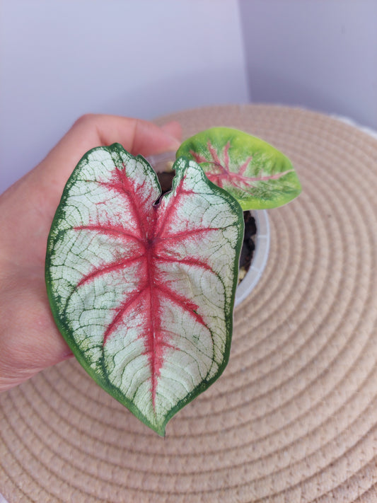 Caladium Fiesta #A