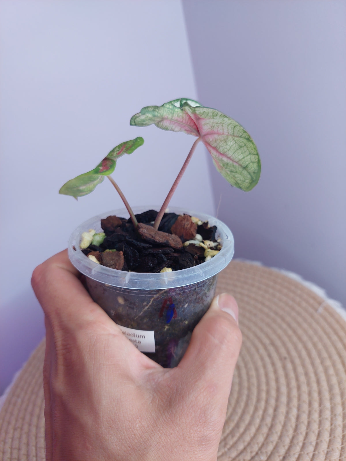 Caladium Fiesta #A