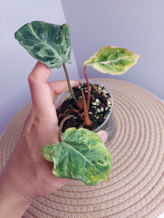 Philodendron Gloriosum Snow Leopard Variegated #A