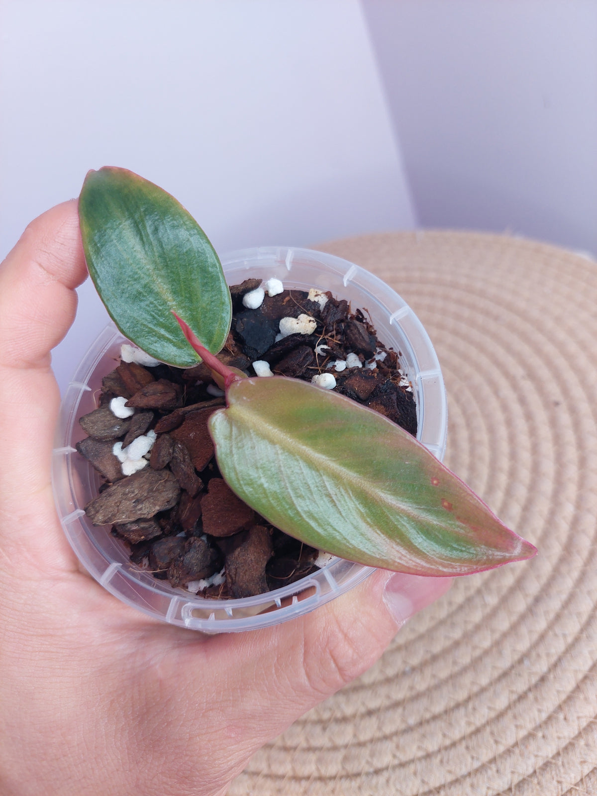 Philodendron Spiritus Sancti #A