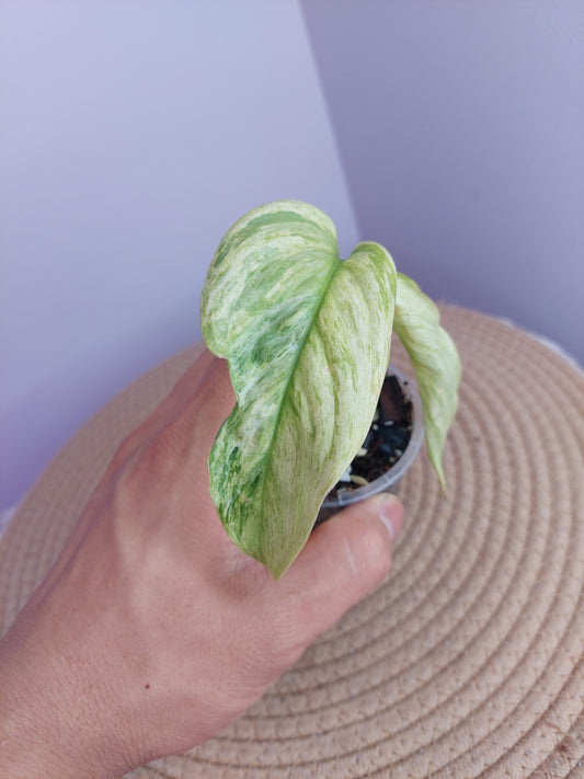 Scindapsus Longistipitatus Marble #A