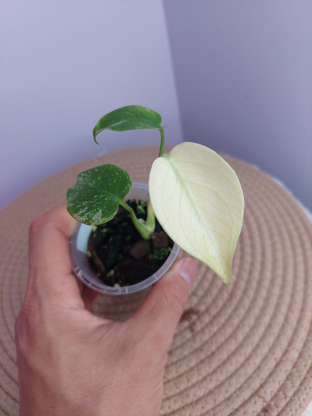 Monstera White Monster #A
