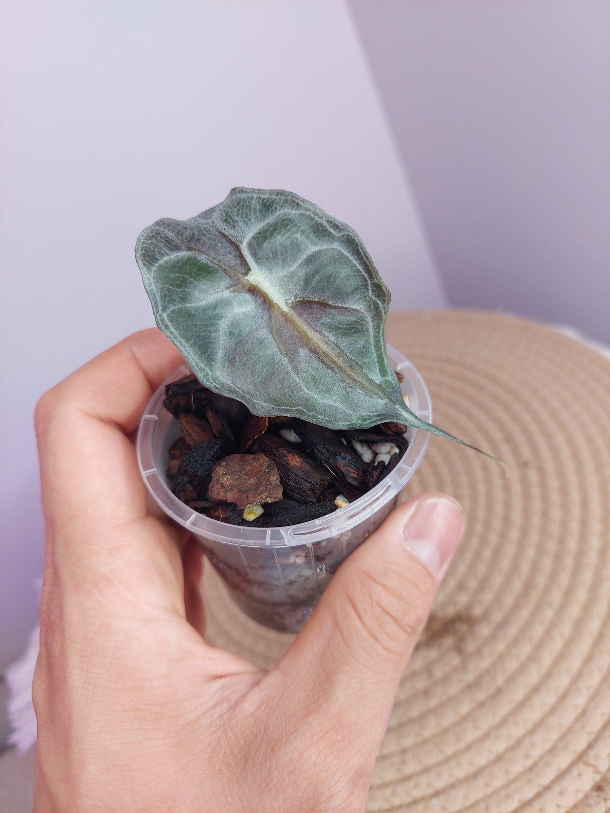 Alocasia Venom #A
