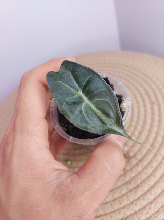 Alocasia Venom #B