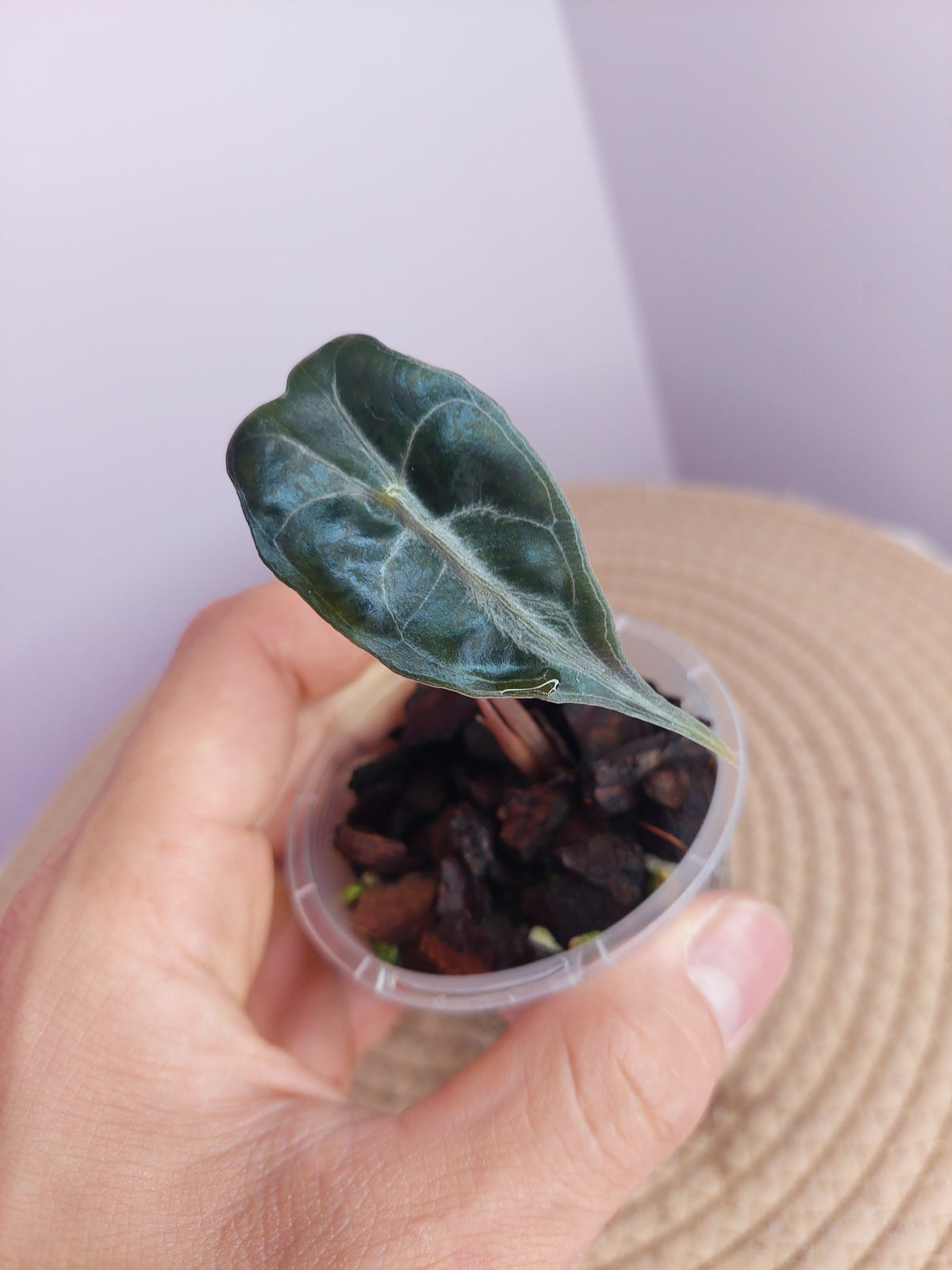 Alocasia Venom #C