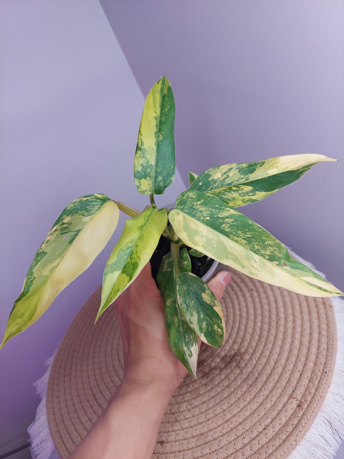 Philodendron Domesticum Mango Shake Variegated #A