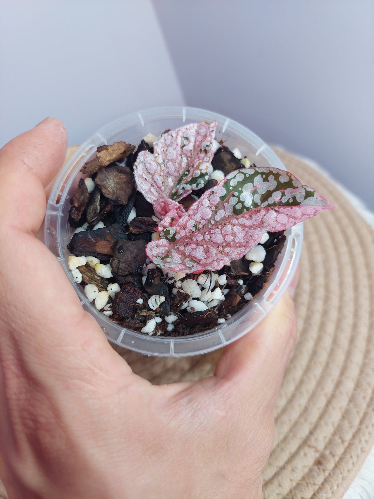 Begonia Snow Capped Variegated #A