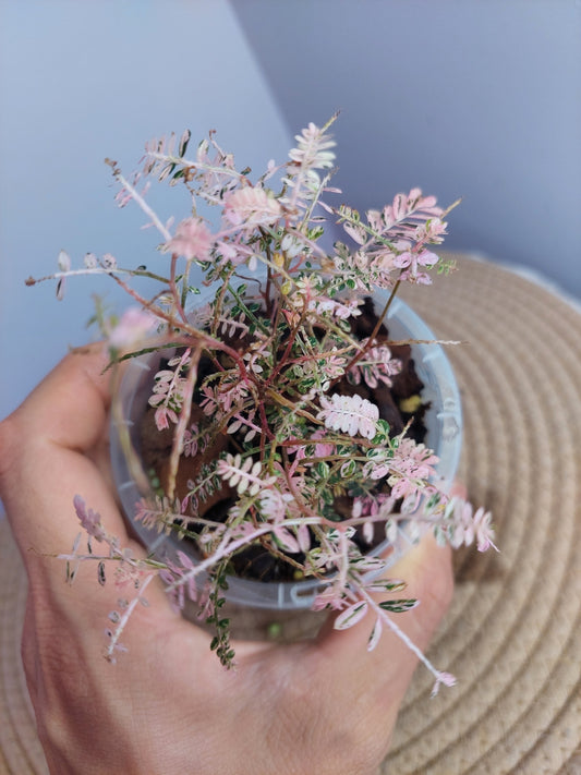 Phyllanthus Urinaria Variegated #A