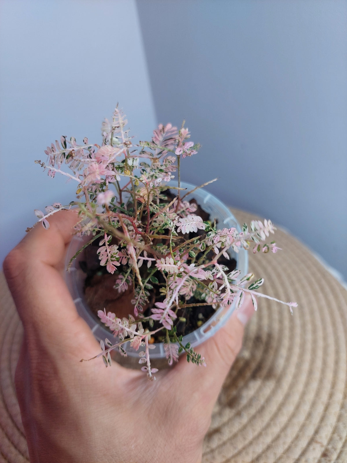 Phyllanthus Urinaria Variegated #A