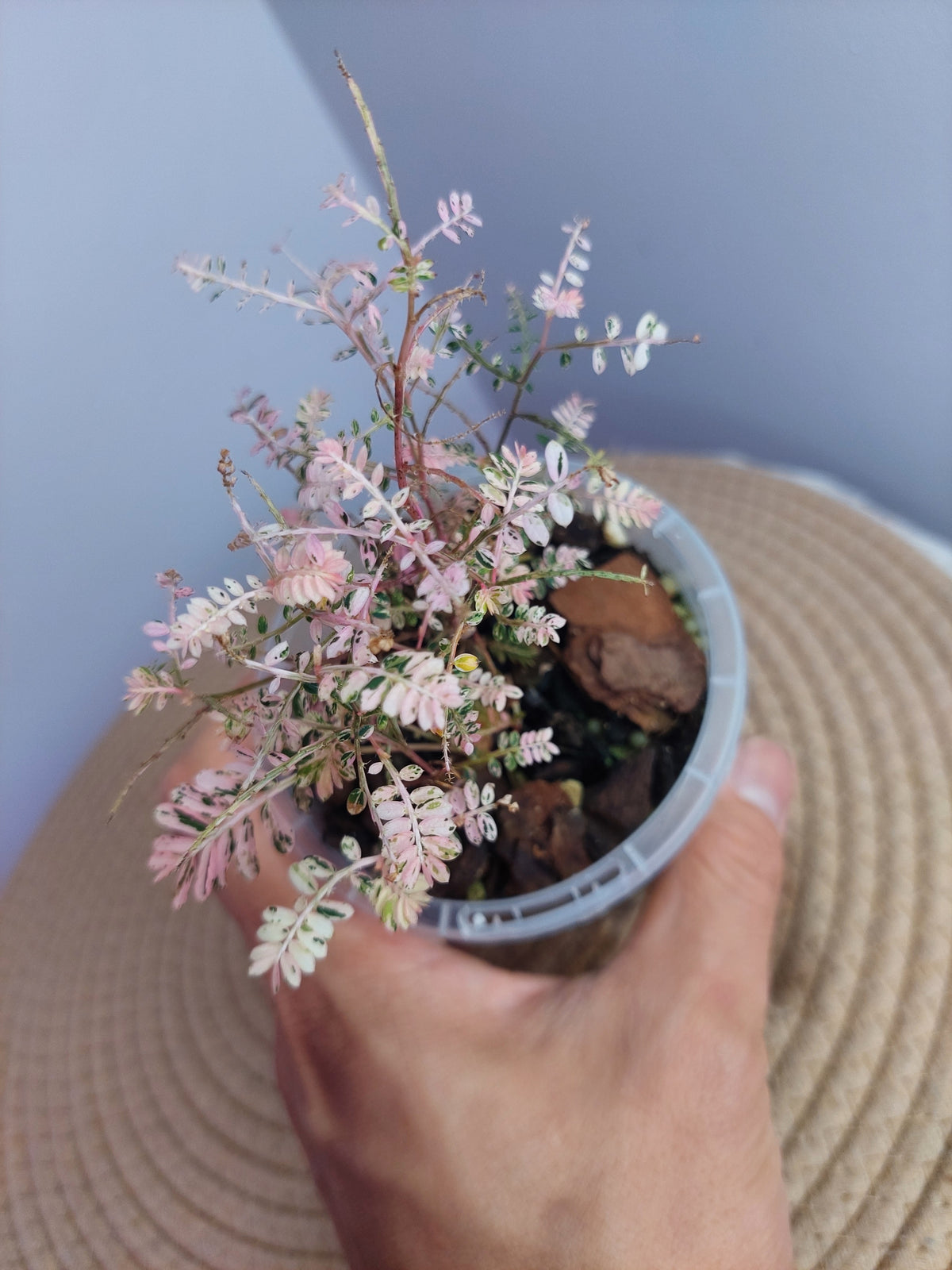 Phyllanthus Urinaria Variegated #A