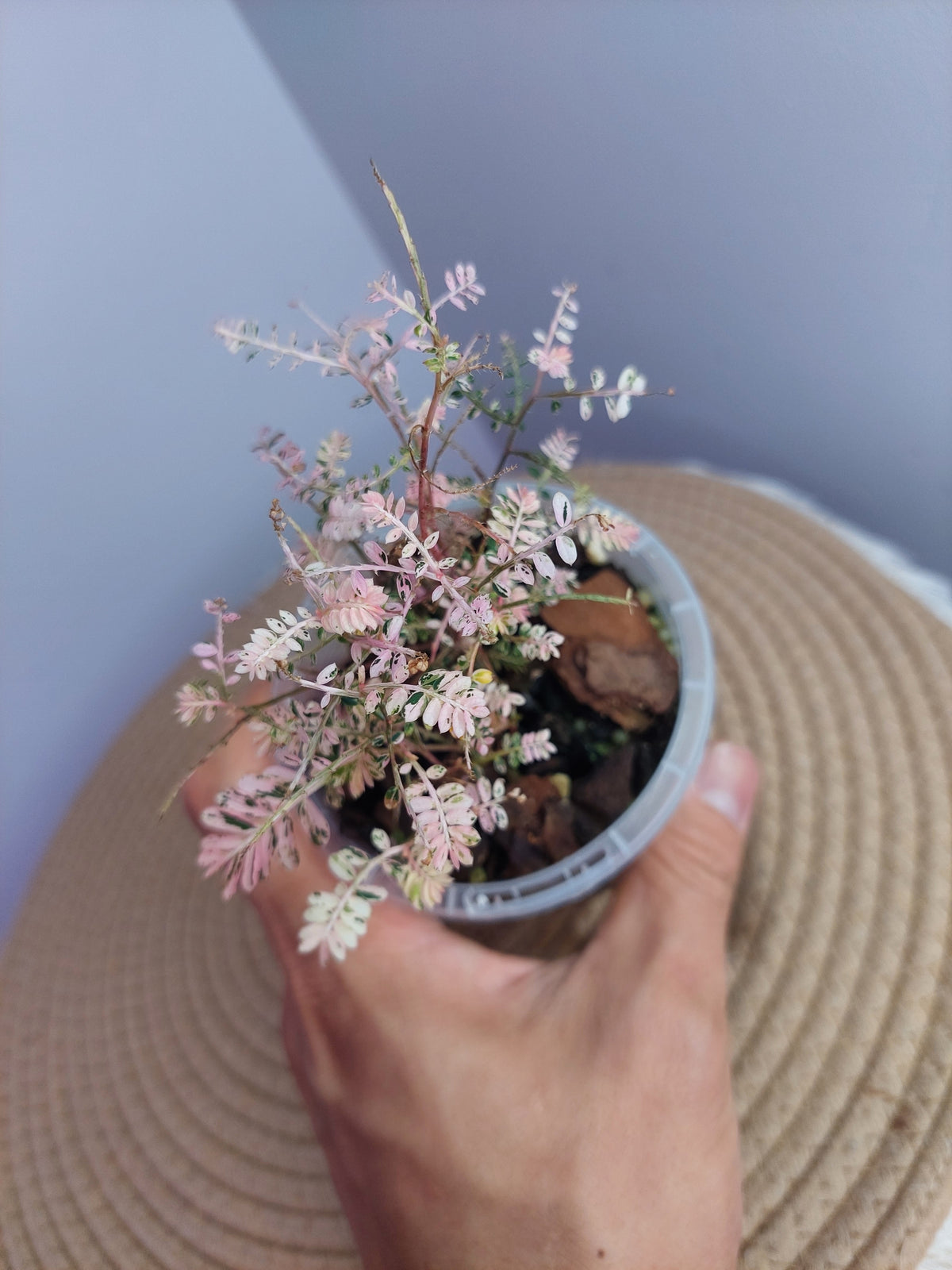 Phyllanthus Urinaria Variegated #A