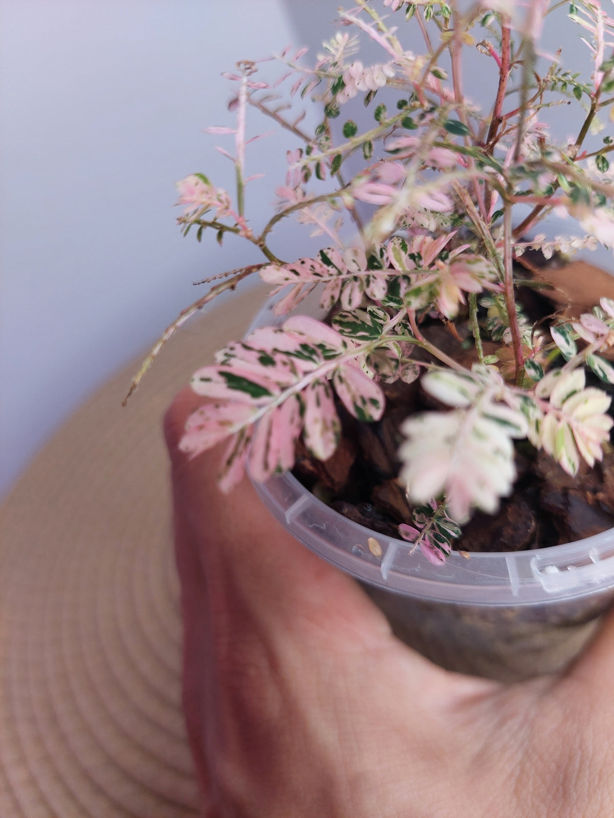 Phyllanthus Urinaria Variegated #A