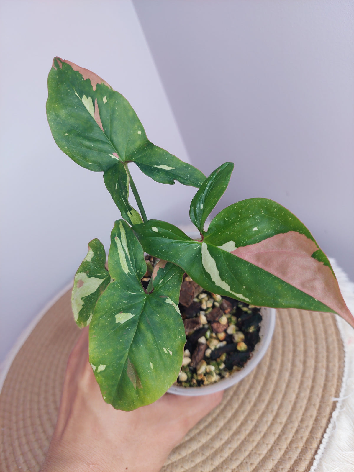 Syngonium Red Spot Tricolour 1