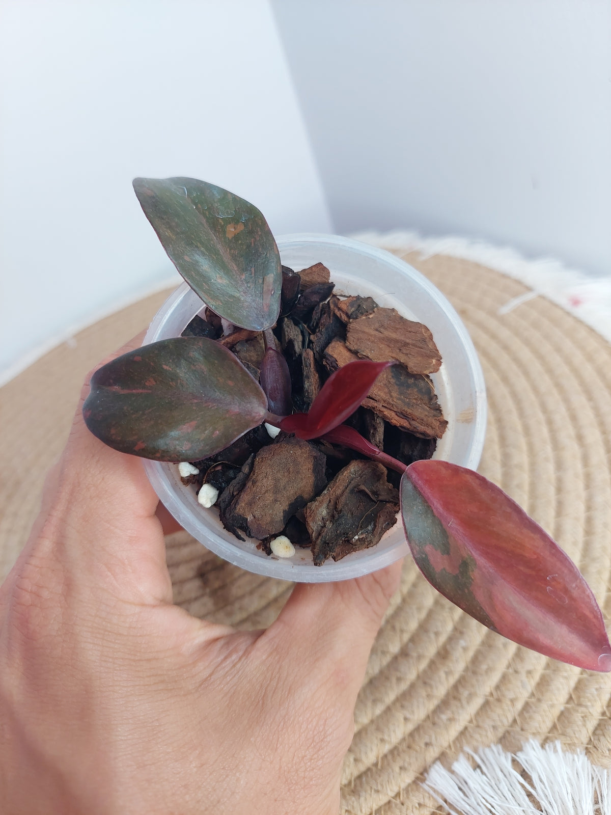 Philodendron Orange Princess Variegated 1