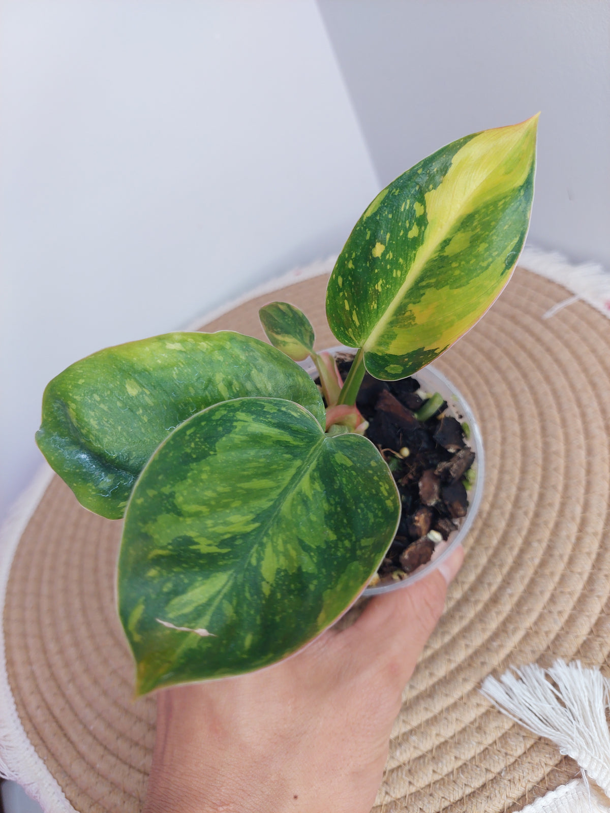 Philodendron Green Congo(Nuclear Congo) Variegated 1