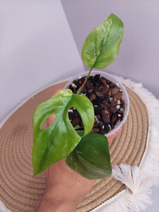 Rhaphidophora Tetrasperma(Minima) Variegated 1