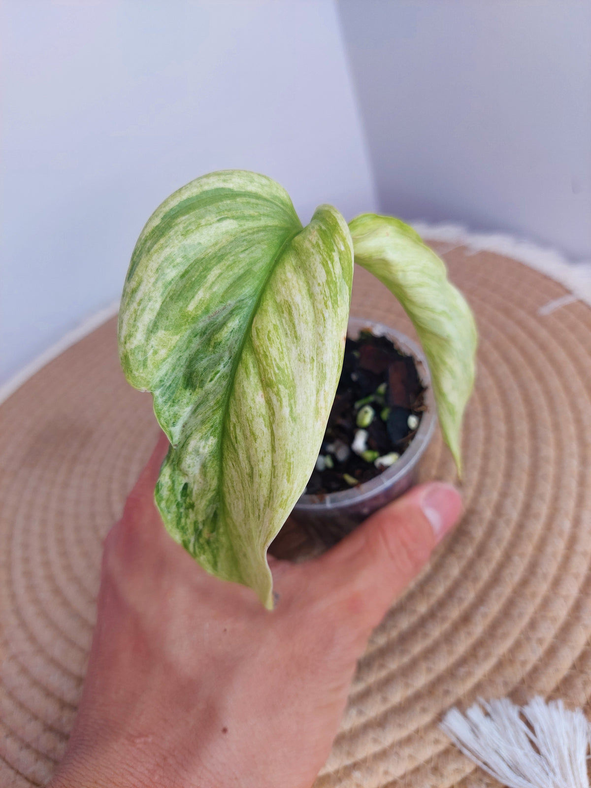 Scindapsus Longistipitatus Marble 1