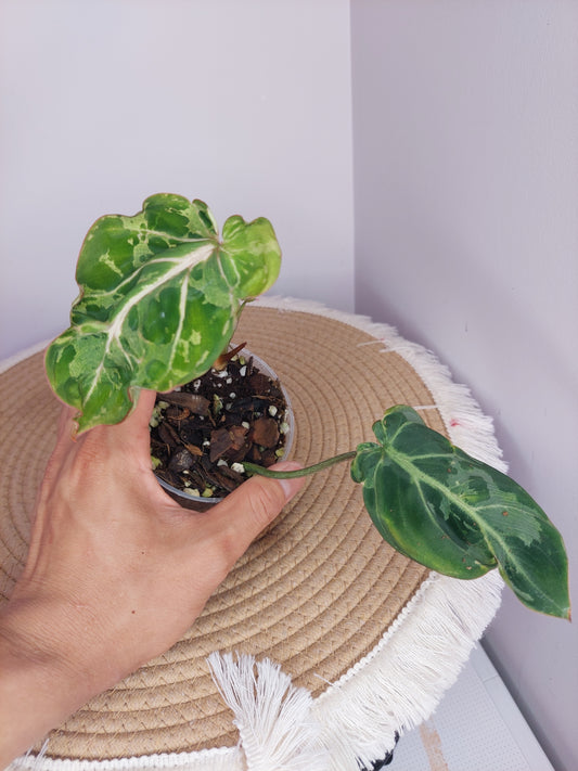 Philodendron Gloriosum Snow Leopard Variegated 1