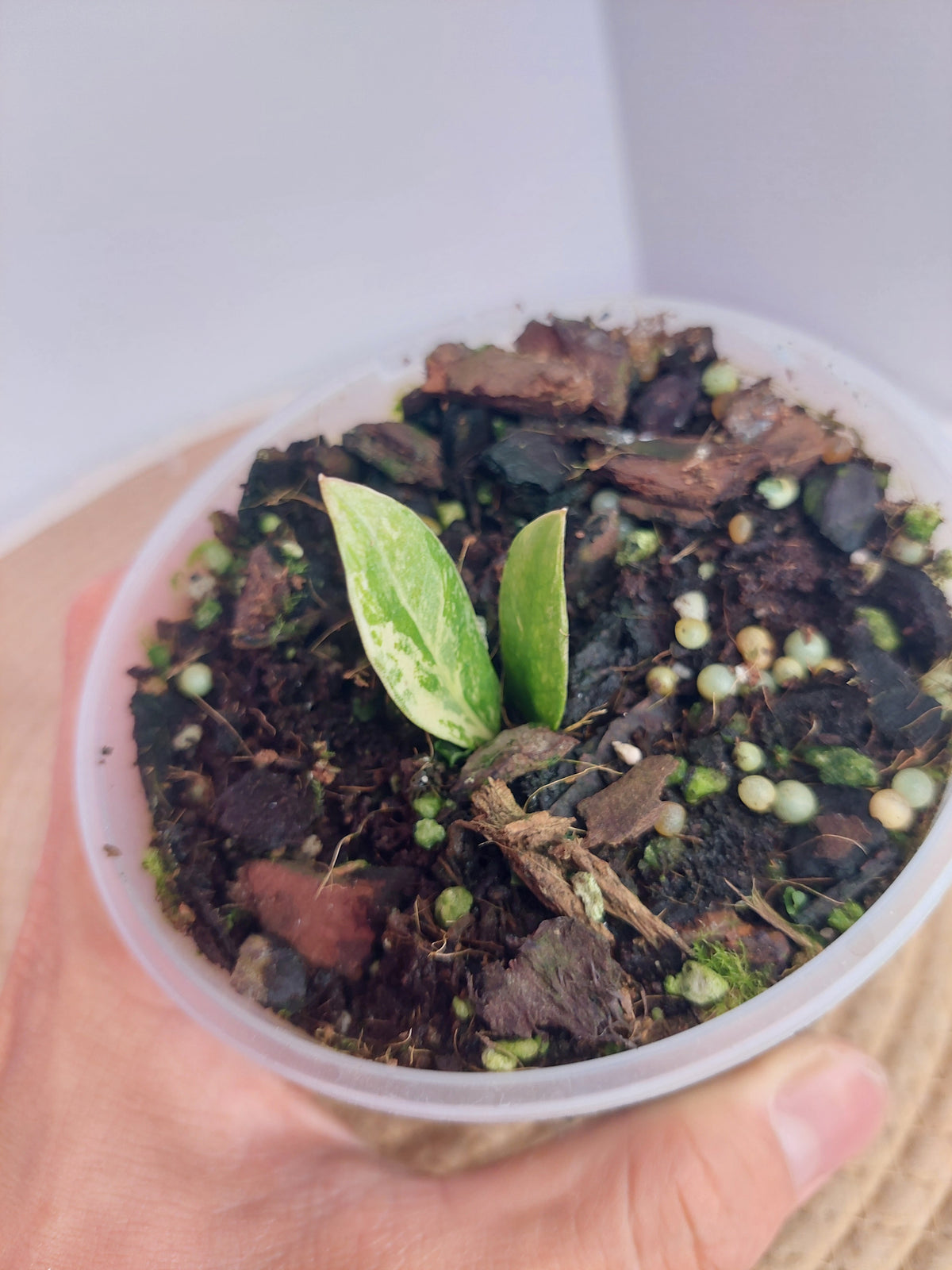 ZZ plant variegated 1