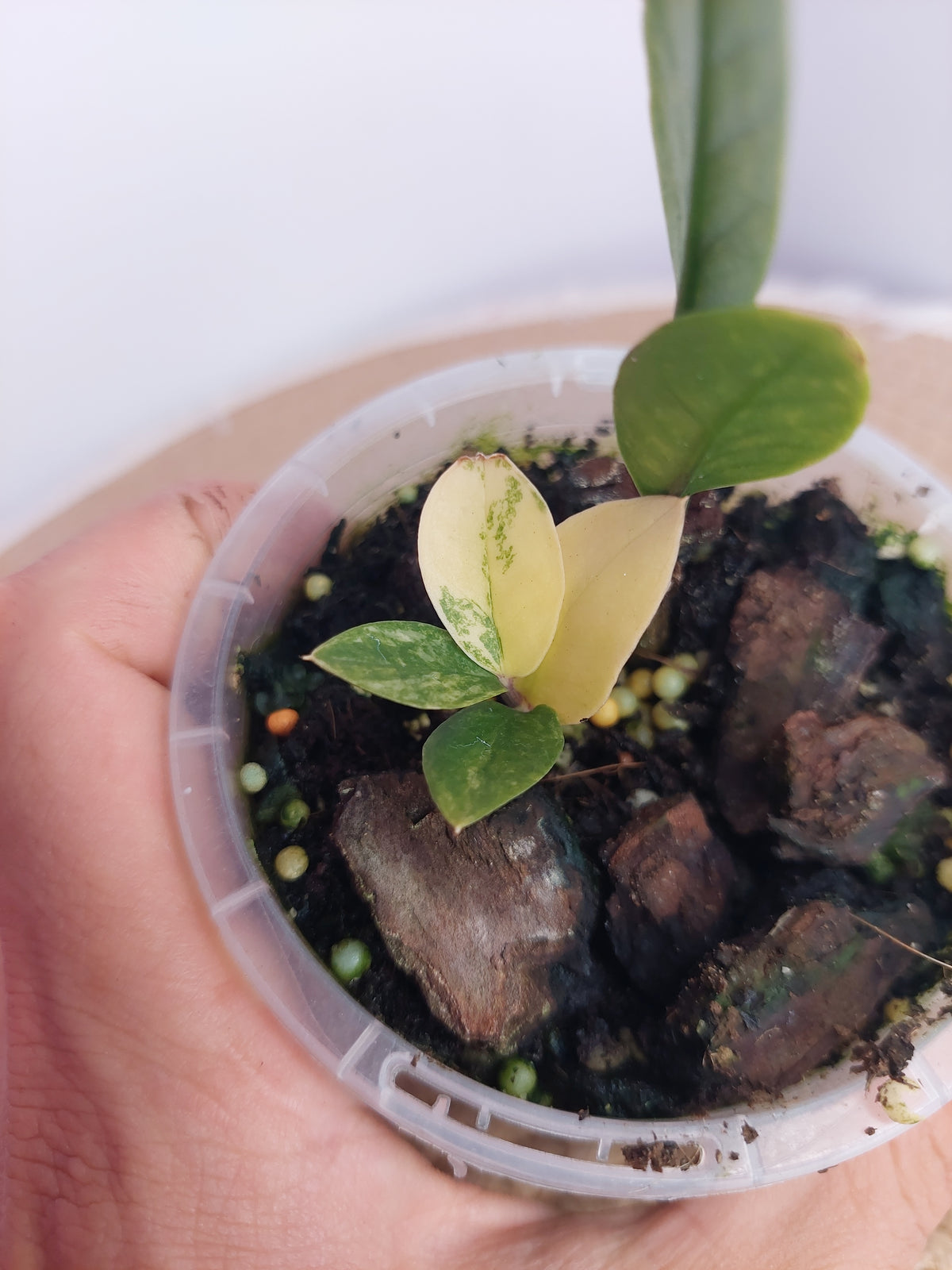 ZZ plant variegated 2