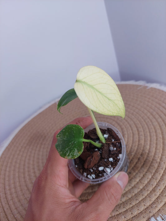 Monstera White Monster 1