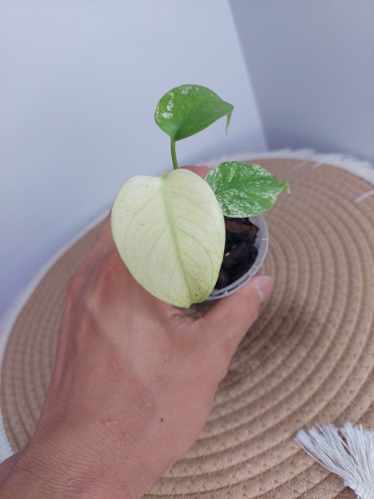 Monstera White Monster 2