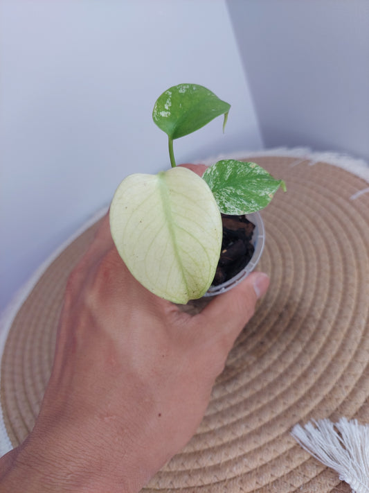 Monstera White Monster 2