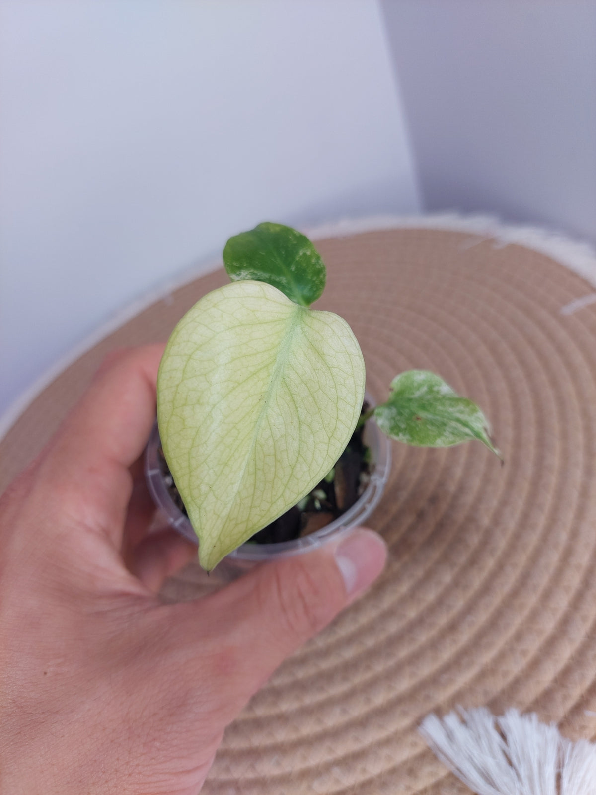 Monstera White Monster 3