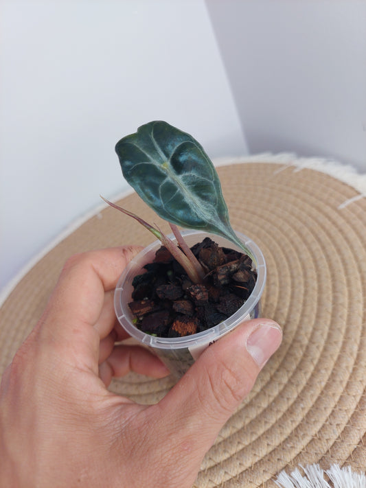 Alocasia Venom 1