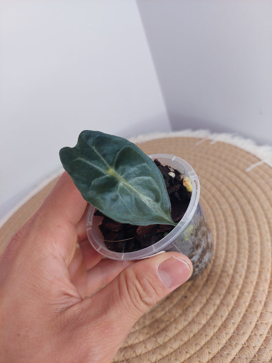 Alocasia Venom 2