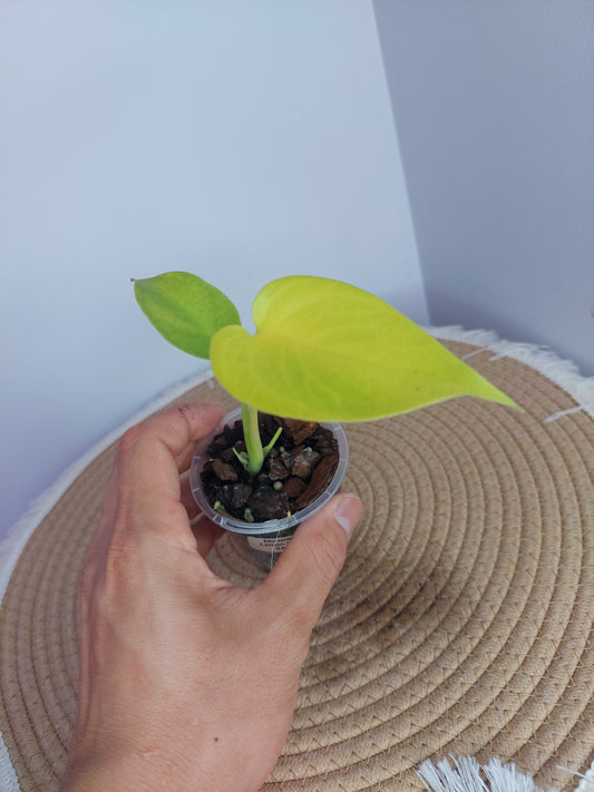 Monstera Lemon Lime 2